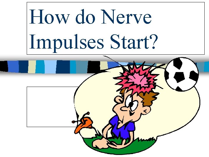 How do Nerve Impulses Start? 