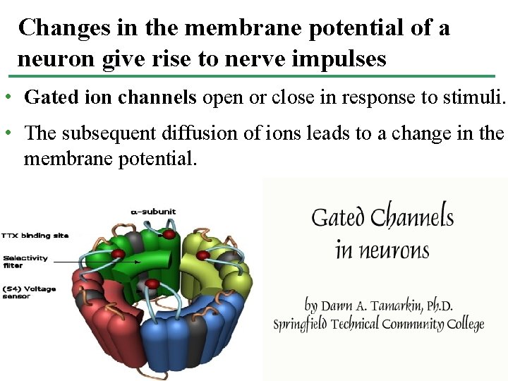 Changes in the membrane potential of a neuron give rise to nerve impulses •