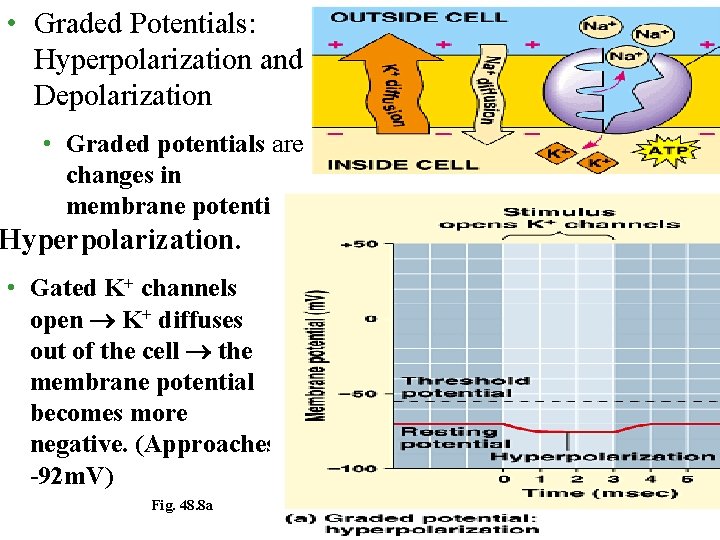  • Graded Potentials: Hyperpolarization and Depolarization • Graded potentials are changes in membrane