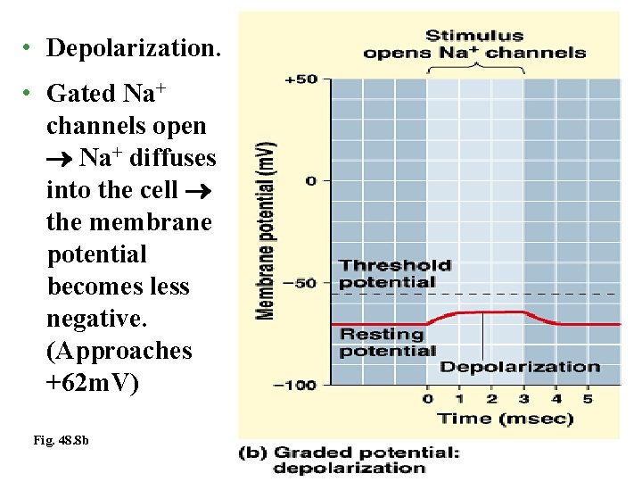  • Depolarization. • Gated Na+ channels open Na+ diffuses into the cell the