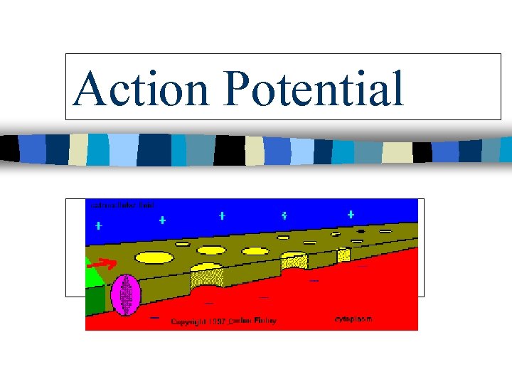 Action Potential 