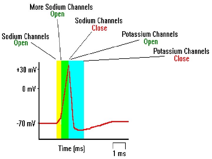  • The Action Potential: All or Nothing Depolarization. • If graded potentials sum