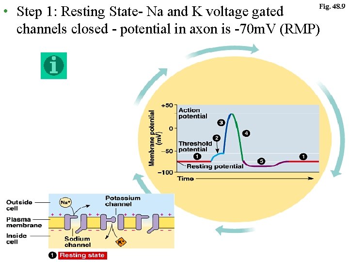 Fig. 48. 9 • Step 1: Resting State- Na and K voltage gated channels