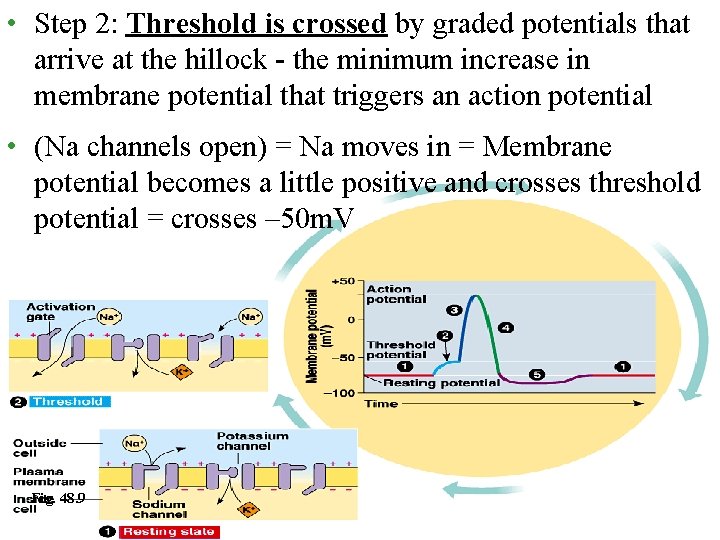  • Step 2: Threshold is crossed by graded potentials that arrive at the