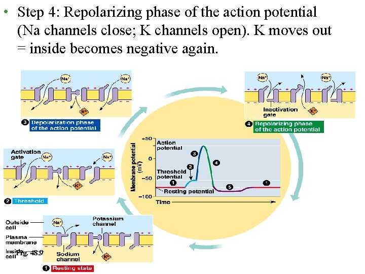  • Step 4: Repolarizing phase of the action potential (Na channels close; K