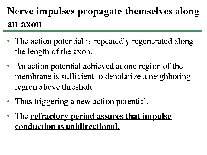 Nerve impulses propagate themselves along an axon • The action potential is repeatedly regenerated