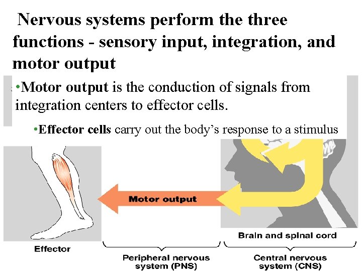 Nervous systems perform the three functions - sensory input, integration, and motor output •