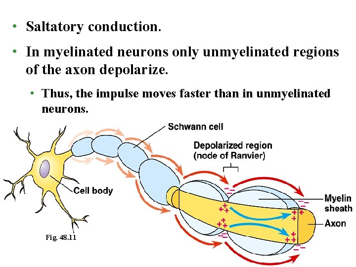  • Saltatory conduction. • In myelinated neurons only unmyelinated regions of the axon