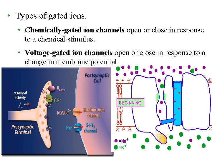  • Types of gated ions. • Chemically-gated ion channels open or close in