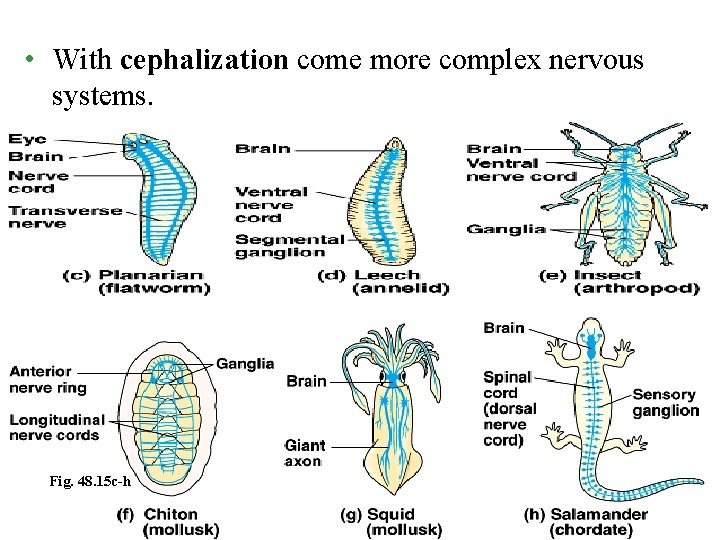 • With cephalization come more complex nervous systems. Fig. 48. 15 c-h 