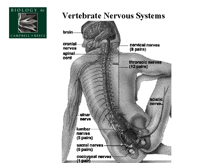 Vertebrate Nervous Systems 