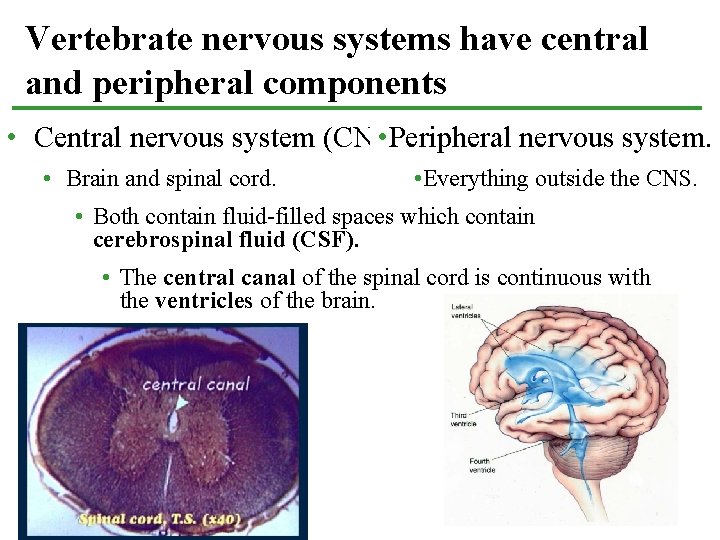 Vertebrate nervous systems have central and peripheral components • Central nervous system (CNS). •