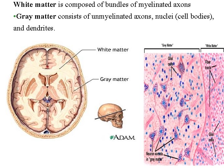 White matter is composed of bundles of myelinated axons • Gray matter consists of