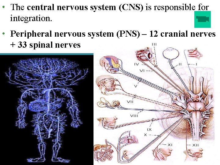  • The central nervous system (CNS) is responsible for integration. • Peripheral nervous