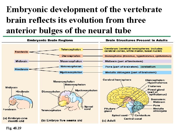 Embryonic development of the vertebrate brain reflects its evolution from three anterior bulges of