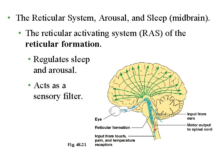 • The Reticular System, Arousal, and Sleep (midbrain). • The reticular activating system • The Reticular System, Arousal, and Sleep (midbrain). • The reticular activating system