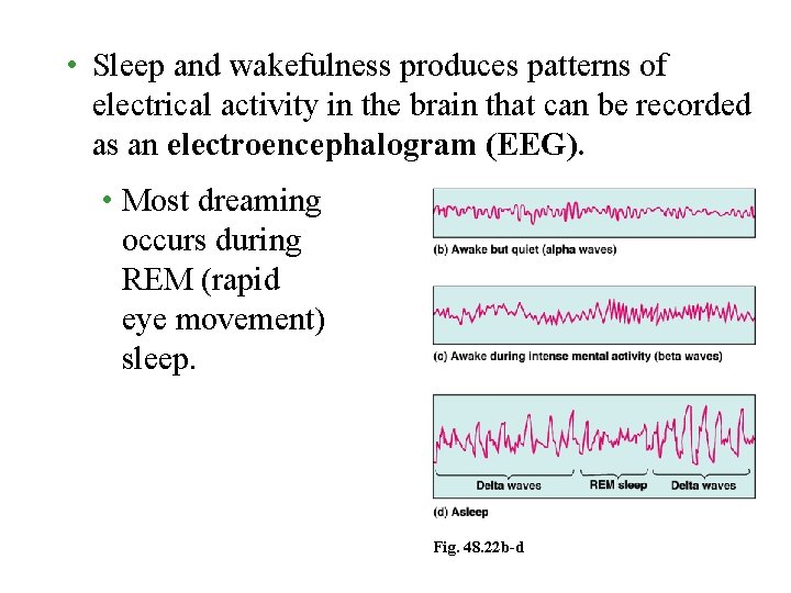  • Sleep and wakefulness produces patterns of electrical activity in the brain that