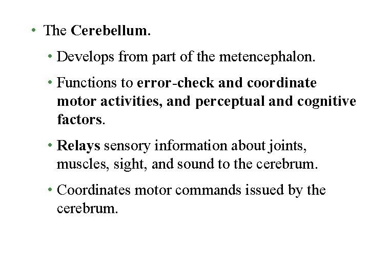  • The Cerebellum. • Develops from part of the metencephalon. • Functions to