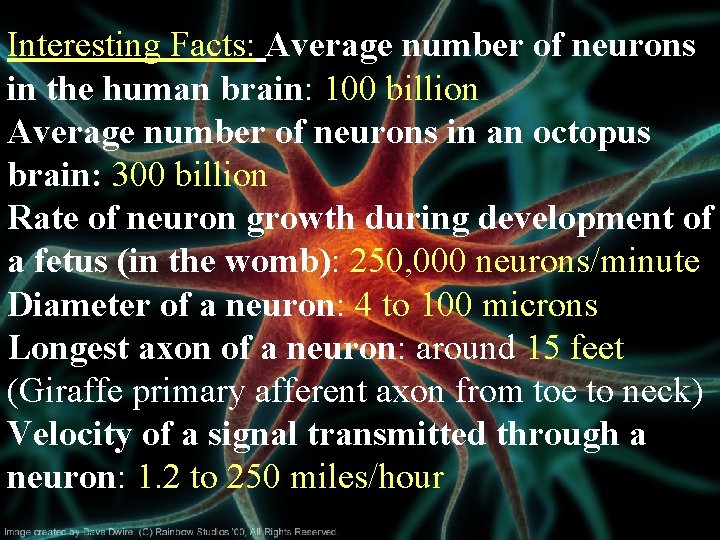 Interesting Facts: Average number of neurons in the human brain: 100 billion Average number