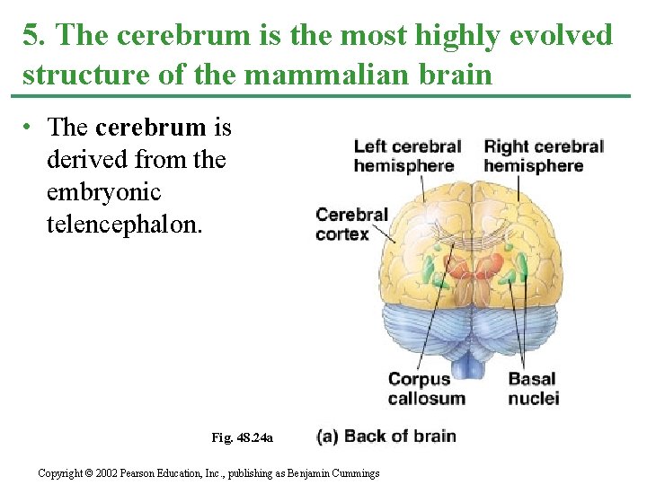 5. The cerebrum is the most highly evolved structure of the mammalian brain •