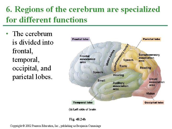 6. Regions of the cerebrum are specialized for different functions • The cerebrum is