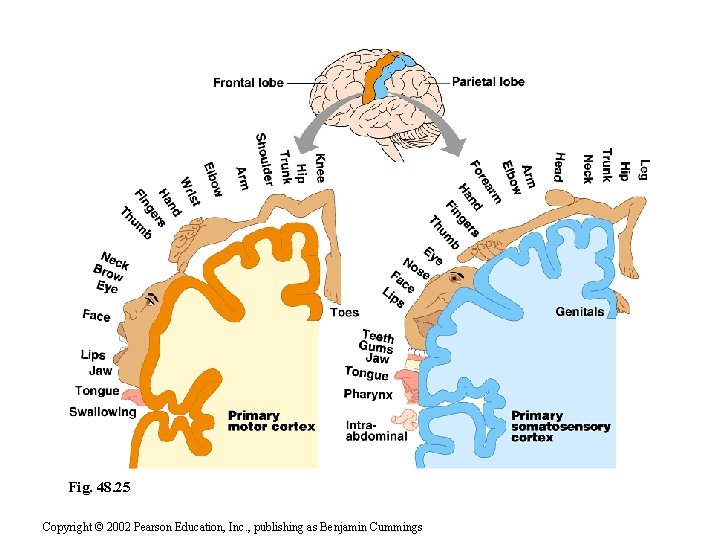 Fig. 48. 25 Copyright © 2002 Pearson Education, Inc. , publishing as Benjamin Cummings