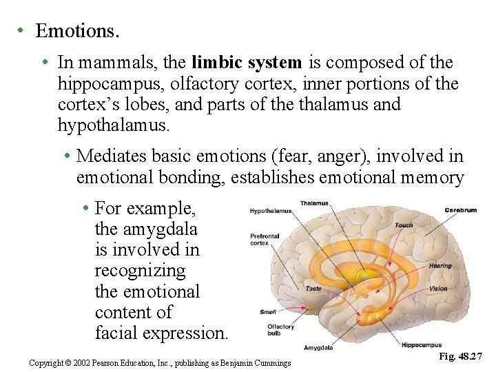  • Emotions. • In mammals, the limbic system is composed of the hippocampus,