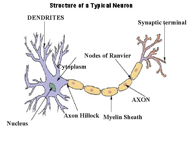 DENDRITES Synaptic terminal Nodes of Ranvier Cytoplasm AXON Nucleus Axon Hillock Myelin Sheath 