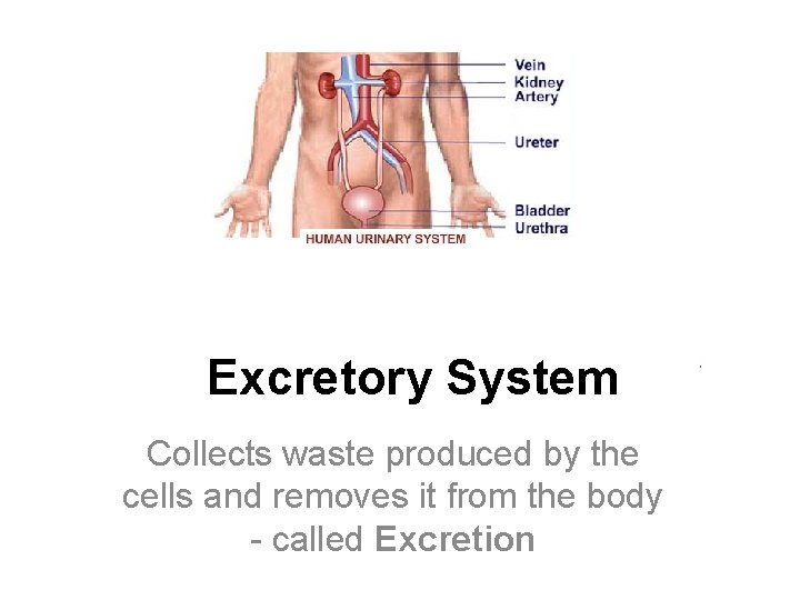 Excretory System Collects waste produced by the cells and removes it from the body