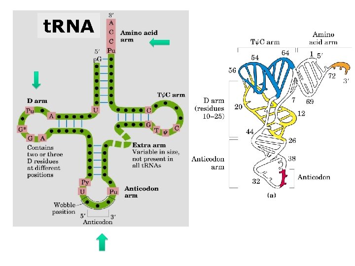 t. RNA 