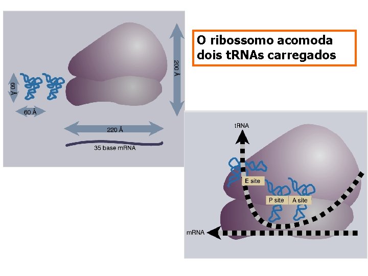 O ribossomo acomoda dois t. RNAs carregados 