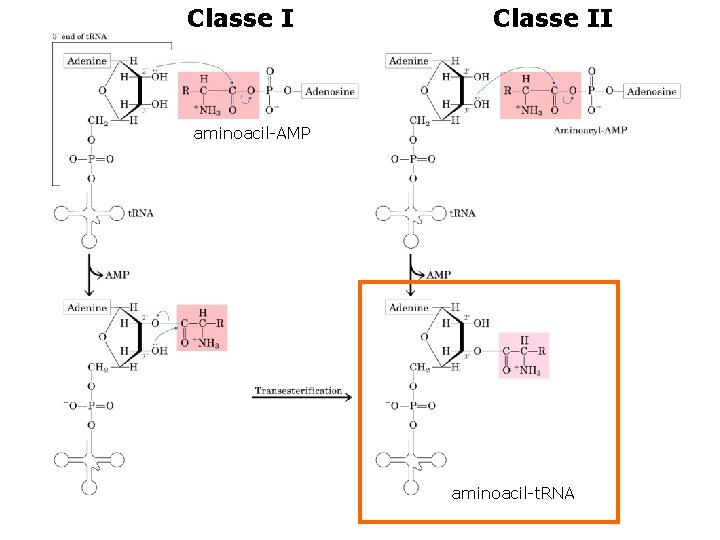 Classe II aminoacil-AMP aminoacil-t. RNA 
