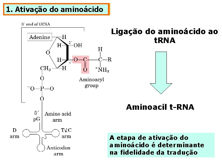 1. Ativação do aminoácido Ligação do aminoácido ao t. RNA Aminoacil t-RNA A etapa