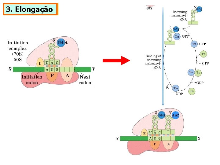 3. Elongação AA 2 