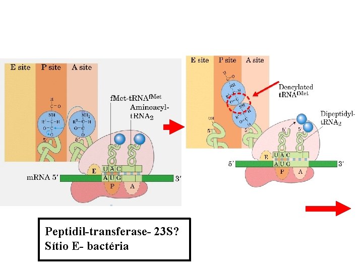 Peptidil-transferase- 23 S? Sítio E- bactéria 