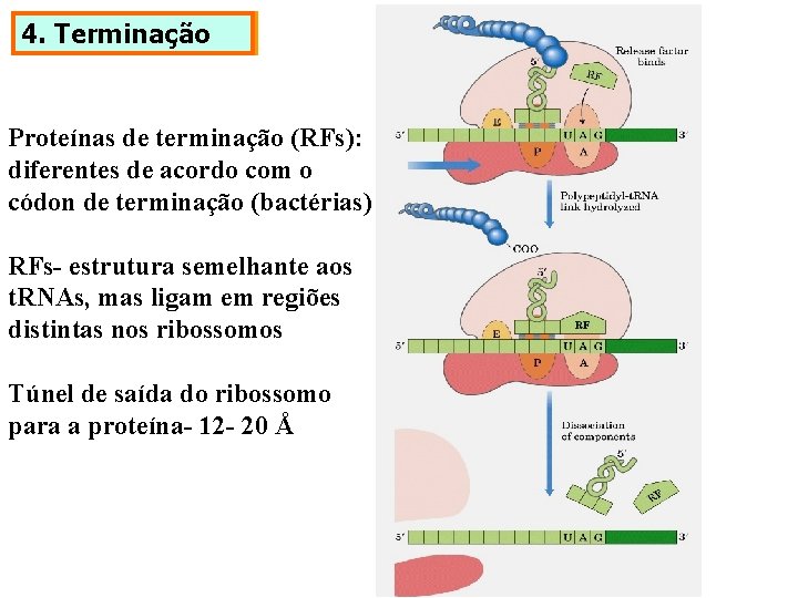 4. Terminação Proteínas de terminação (RFs): diferentes de acordo com o códon de terminação