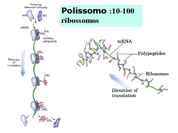 Polissomo : 10 -100 ribossomos 