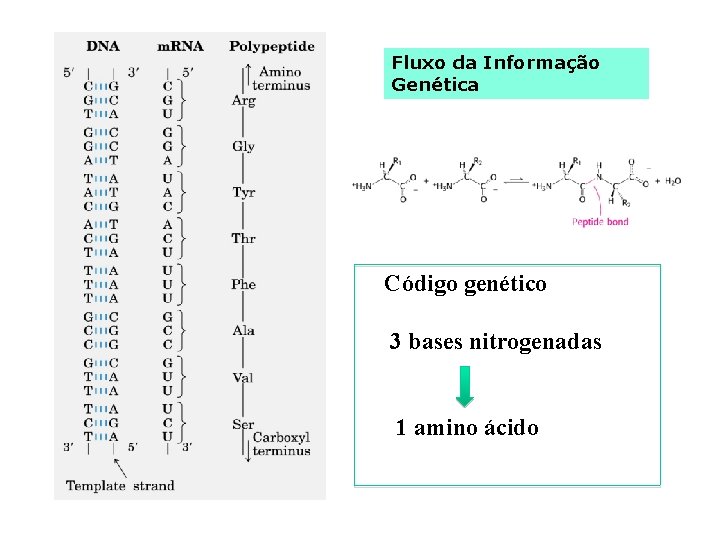 Fluxo da Informação Genética Código genético 3 bases nitrogenadas 1 amino ácido 