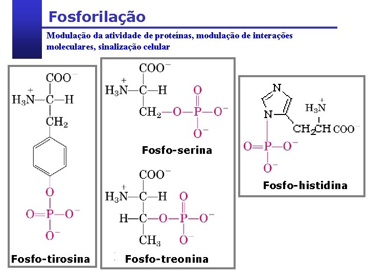 Fosforilação Modulação da atividade de proteínas, modulação de interações moleculares, sinalização celular Fosfo-serina Fosfo-histidina