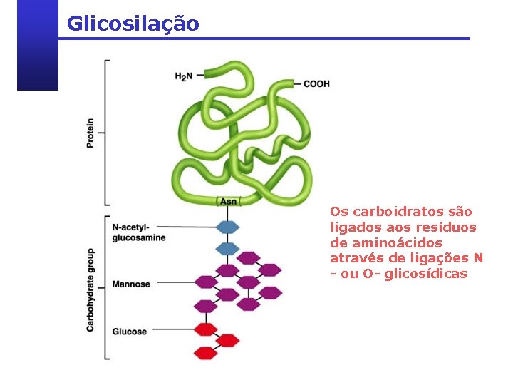 Glicosilação Os carboidratos são ligados aos resíduos de aminoácidos através de ligações N -