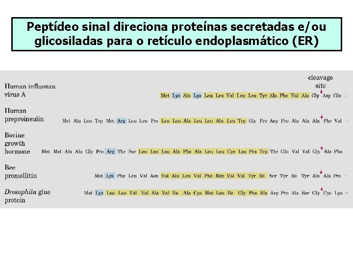 Peptídeo sinal direciona proteínas secretadas e/ou glicosiladas para o retículo endoplasmático (ER) 