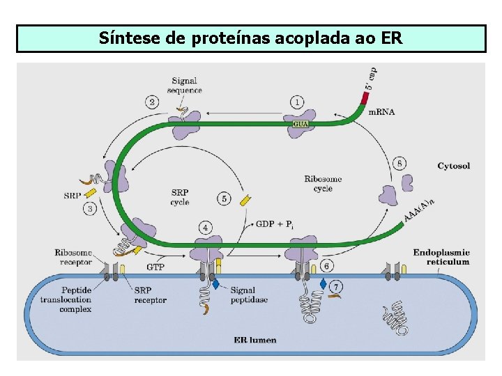 Síntese de proteínas acoplada ao ER 