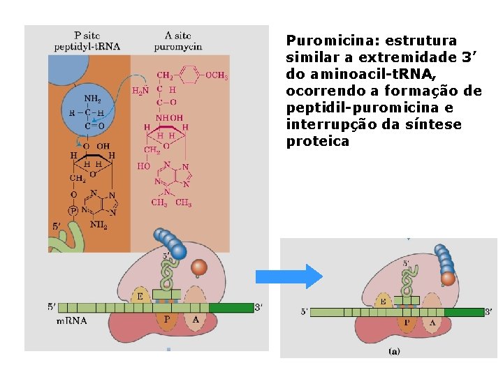 Puromicina: estrutura similar a extremidade 3’ do aminoacil-t. RNA, ocorrendo a formação de peptidil-puromicina