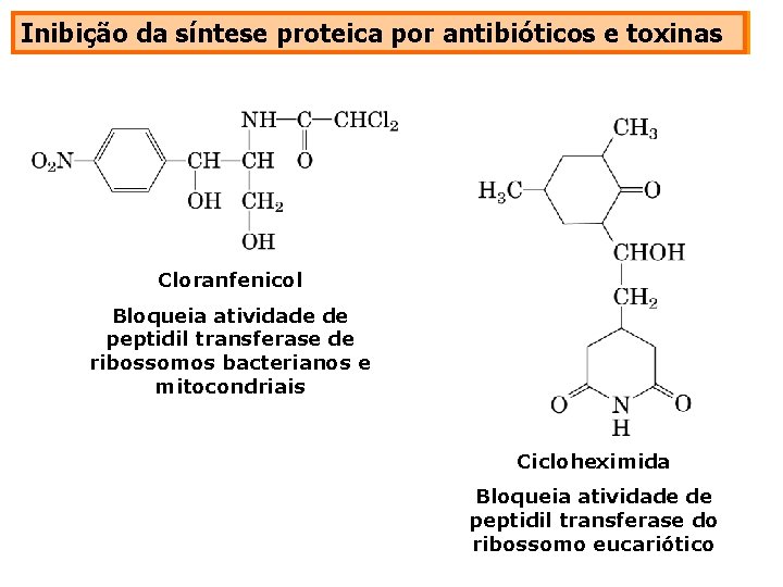 Inibição da síntese proteica por antibióticos e toxinas Cloranfenicol Bloqueia atividade de peptidil transferase