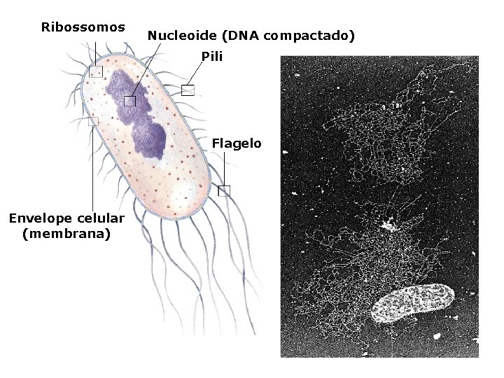 Ribossomos Nucleoide (DNA compactado) Pili Flagelo Envelope celular (membrana) 