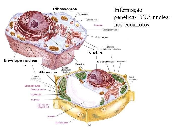 Informação genética- DNA nuclear nos eucariotos Ribossomos Núcleo Envelope nuclear Ribossomos Mitocondrias Cloroplasto 