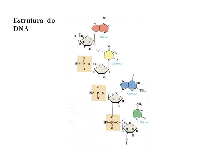 Estrutura do DNA 