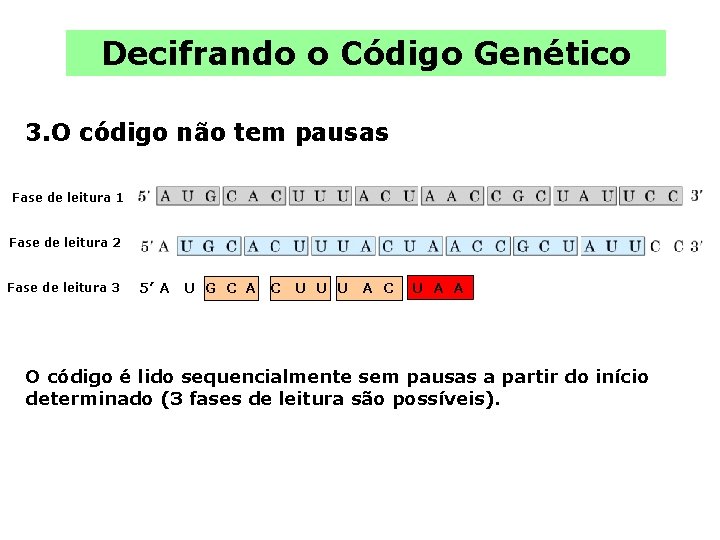 Decifrando o Código Genético 3. O código não tem pausas Fase de leitura 1