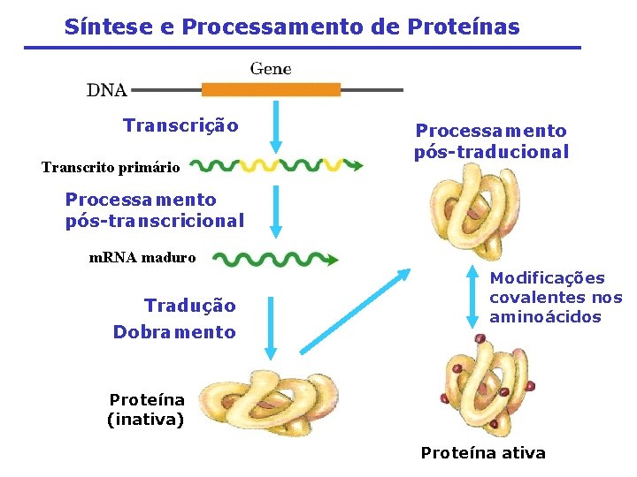 Síntese e Processamento de Proteínas Transcrição Transcrito primário Processamento pós-traducional Processamento pós-transcricional m. RNA