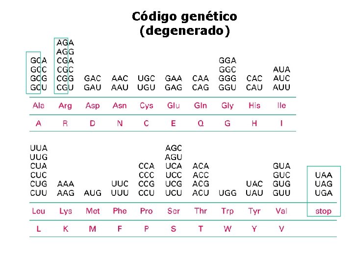 Código genético (degenerado) 